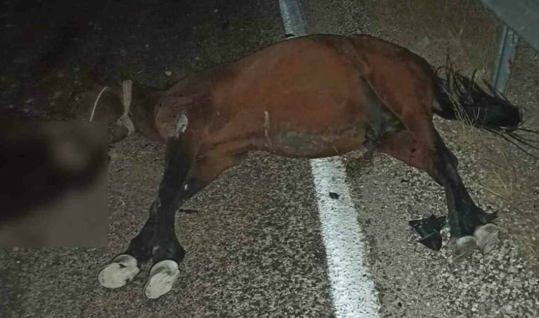 Adıyaman’da bir aracın karayoluna çıkan başıboş atı çarpması sonucu at