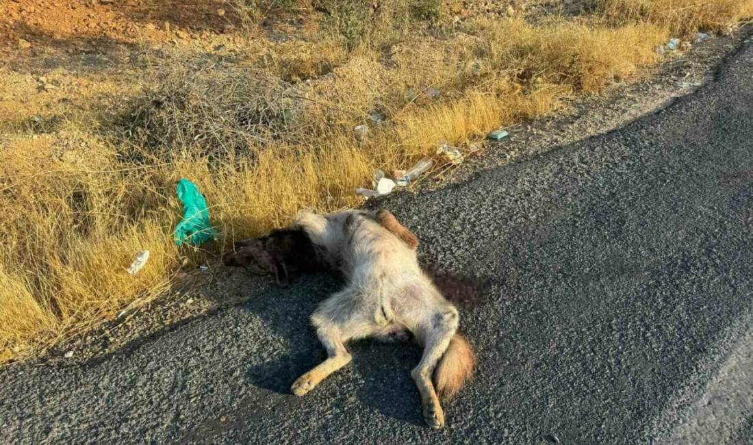 Şanlıurfa'nın Halfeti ilçesinde, çizgili Anadolu sırtlanı bir aracın çarpması sonucu