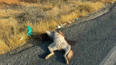 Şanlıurfa'nın Halfeti ilçesinde, çizgili Anadolu sırtlanı bir aracın çarpması sonucu