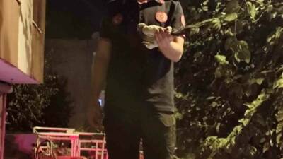 Batman’ın Seyitler Mahallesi’nde bir ağaca dolanan güvercin, Batman Belediyesi İtfaiye