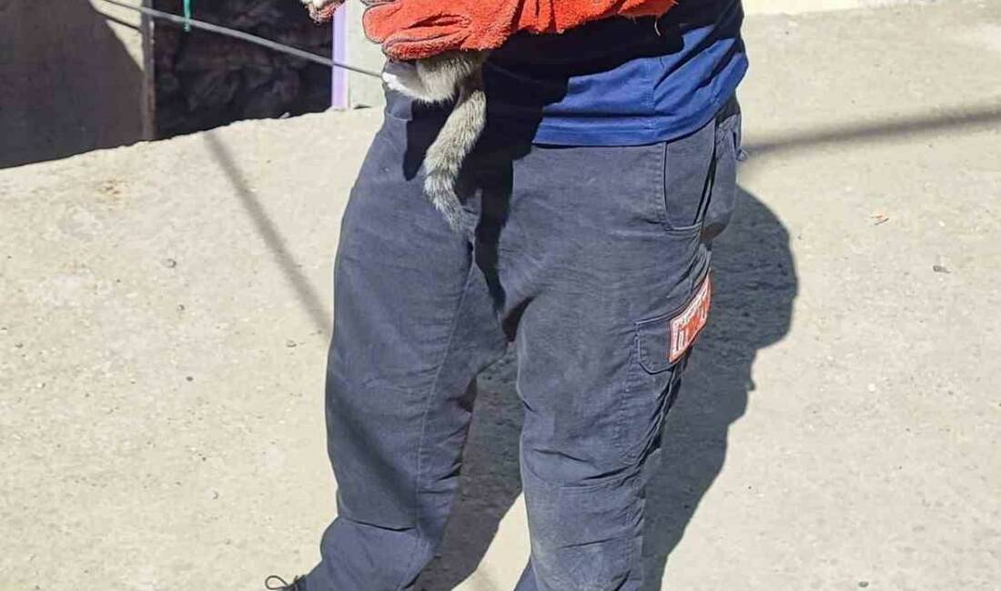 Batman’ın Huzur Mahallesi’nde sıkışan bir kedi, itfaiye ekipleri tarafından kurtarıldı.