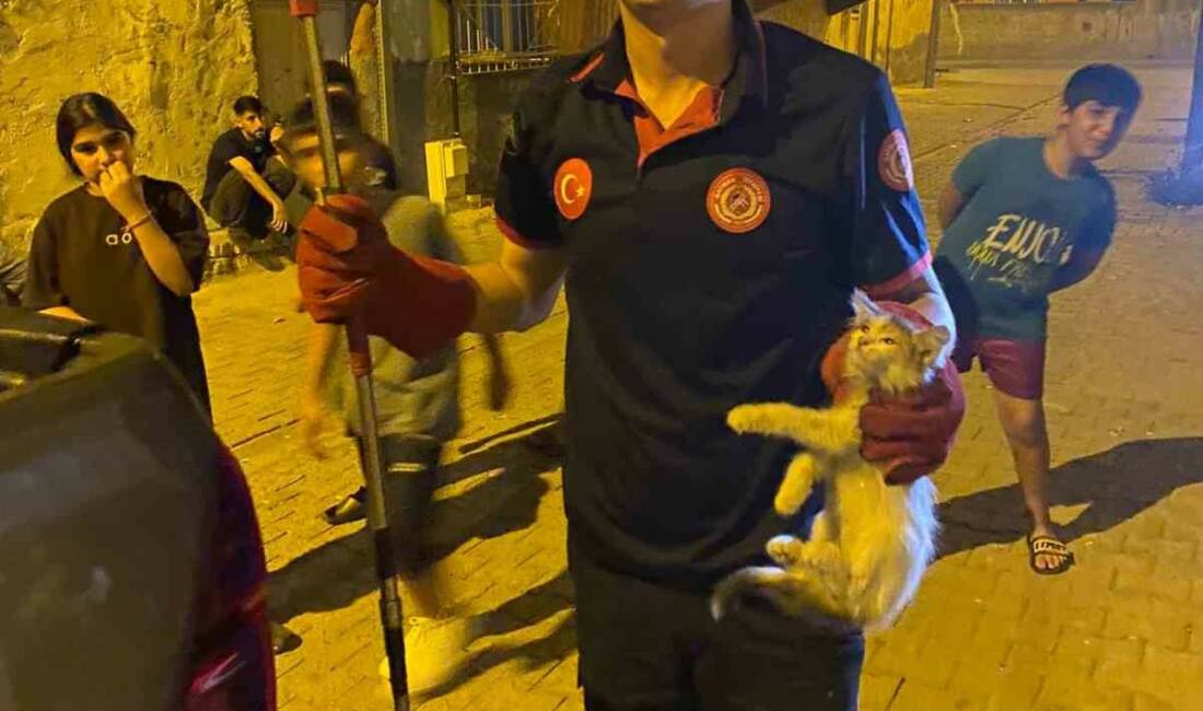 Batman kent merkezindeki bir elektrik panosuna sıkışan 2 kedi, itfaiye