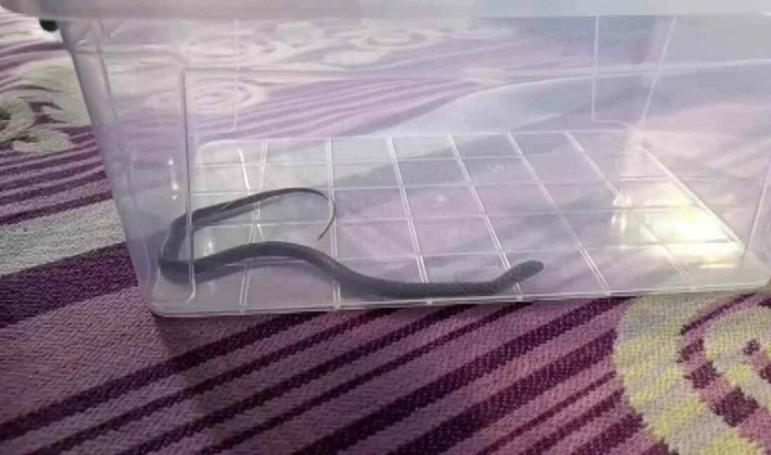 Diyarbakır'ın Merkez Kayapınar ilçesinde bulunan bir apartman dairesinde yaşanan yılan