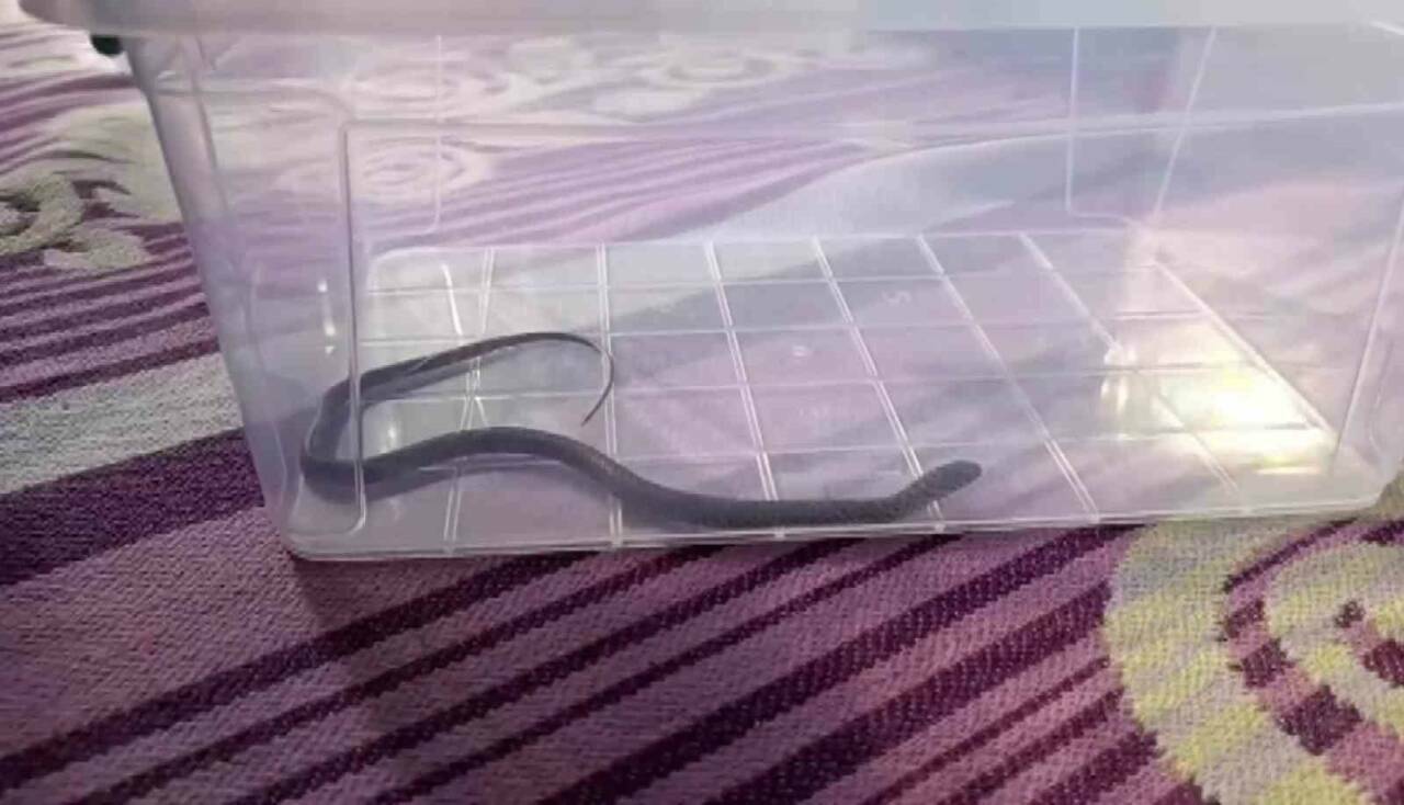 Diyarbakır'ın Merkez Kayapınar ilçesinde bulunan bir apartman dairesinde yaşanan yılan