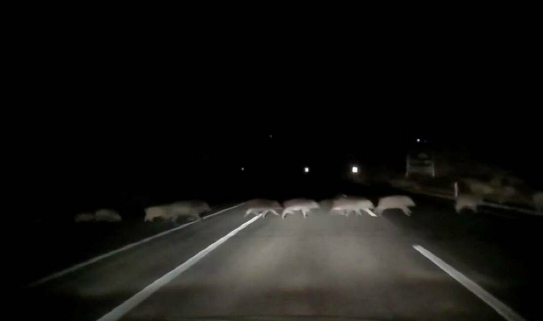 Adıyaman'da, karayoluna aniden çıkan domuz sürüsü büyük bir tehlike oluşturdu.