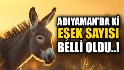 Türkiye İstatistik Kurumu’nun (TÜİK) yayımladığı son rapor, ülkedeki eşek sayısının