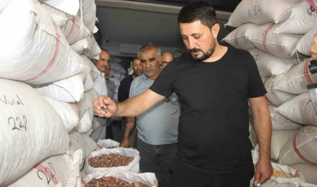 Şanlıurfa'da bu yıl fıstık rekoltesinin düşük olması, fiyatların iki katına