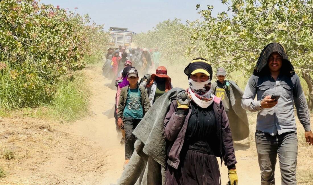 Şanlıurfa'da fıstık rekoltesinin düşük olması nedeniyle fıstık üreticileri, baklavacılardan fıstık