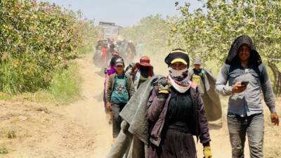 Şanlıurfa'da fıstık rekoltesinin düşük olması nedeniyle fıstık üreticileri, baklavacılardan fıstık