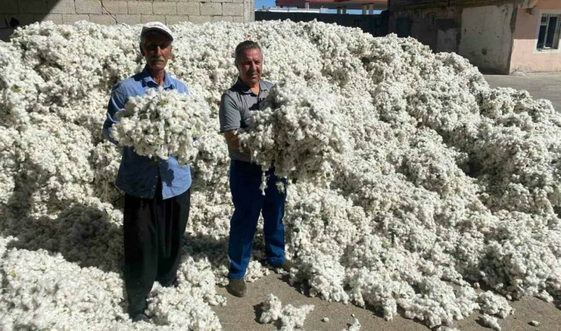 Gaziantep'in Araban ilçesinde pamuk hasadı başladı. Araban Ovası'nda 15 bin