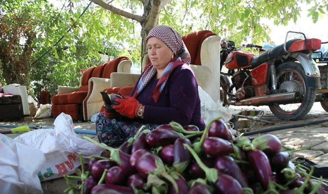 Gaziantep'te geleneksel kış hazırlıklarının vazgeçilmezi olan kurutmalık sebze hazırlığı devam