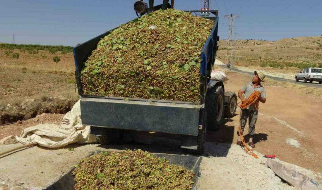 Gercüş ilçesinde fıstık hasadı başladı. Çiftçiler fıstık ağaçlarını topladıktan sonra