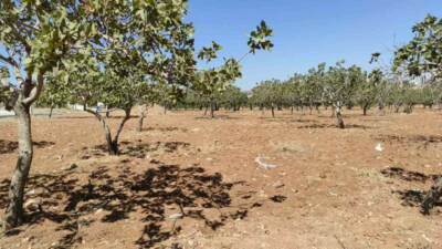Şanlıurfa'da 71 yaşındaki Ayşe Akgöbek, 3 gün boyunca haber alınamayınca