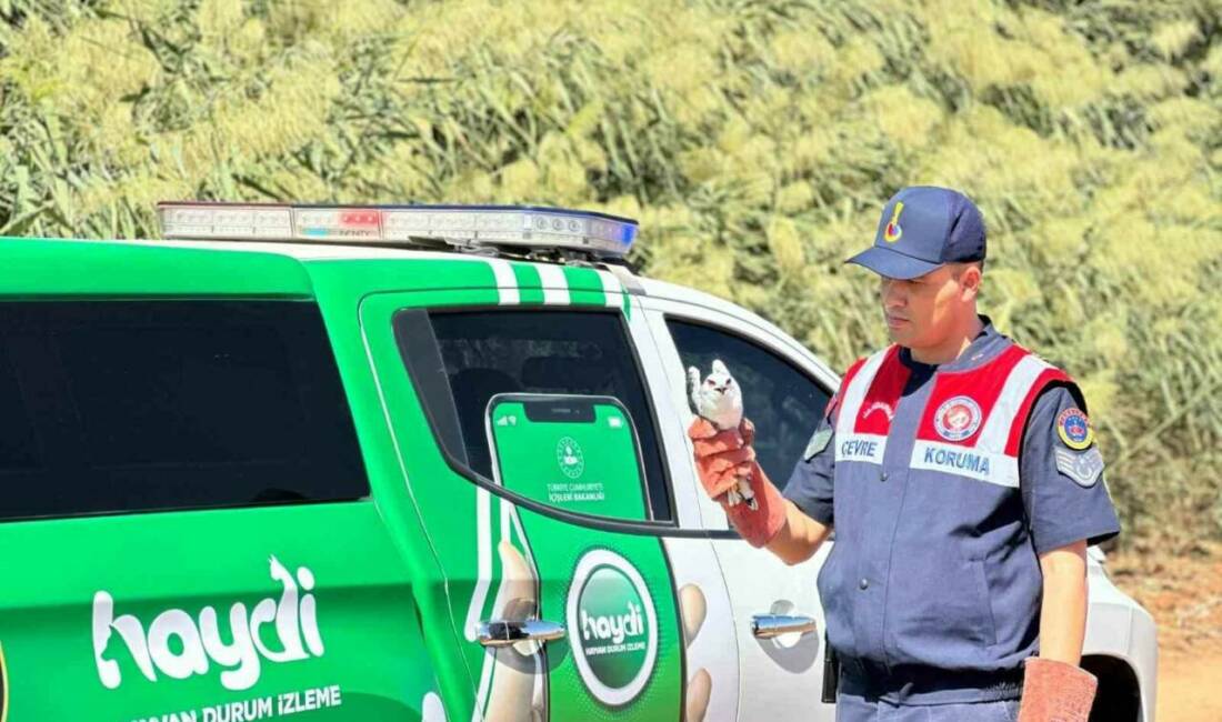 Kilis'in Elbeyli ilçesinde jandarma ekipleri, yaralı bir ak çaylak kuşunu