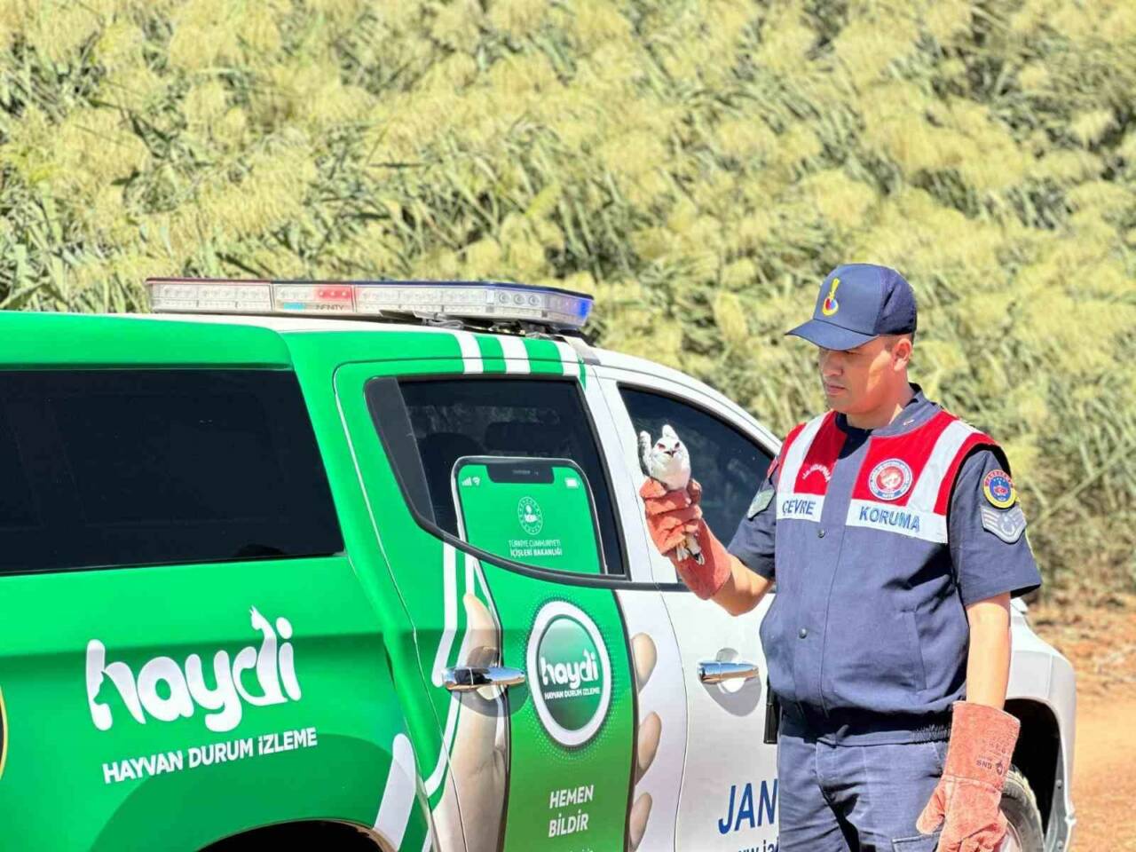 Kilis'in Elbeyli ilçesinde jandarma ekipleri, yaralı bir ak çaylak kuşunu