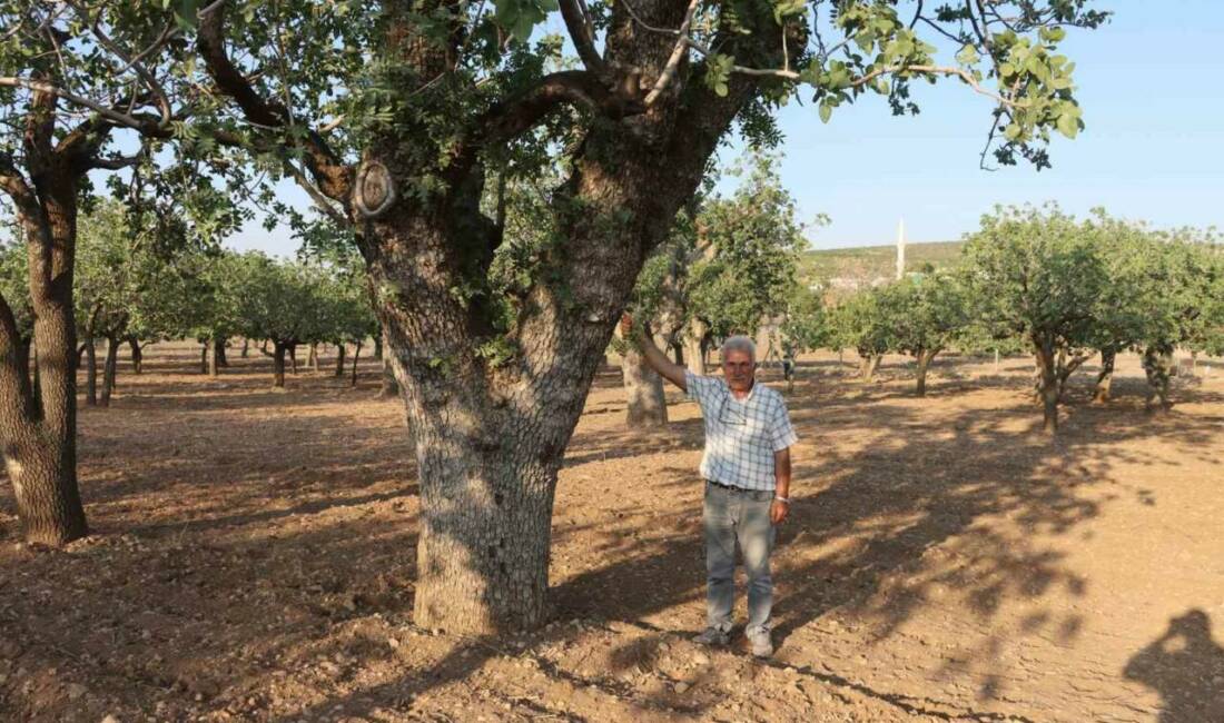 Şanlıurfa, Türkiye'nin fıstık ihtiyacının büyük bir kısmını karşılayan önemli bir