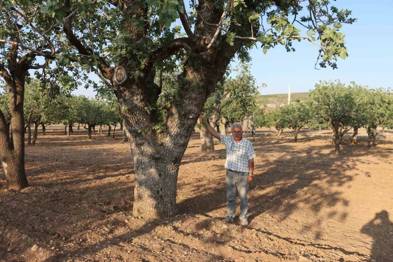 Şanlıurfa, Türkiye'nin fıstık ihtiyacının büyük bir kısmını karşılayan önemli bir