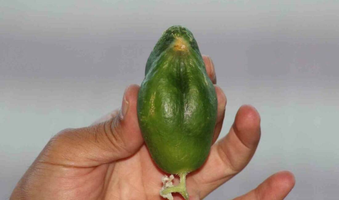 Diyarbakır'da bir havuz işletmesine sahip olan Vedat Yılmaz, bölgedeki serçe