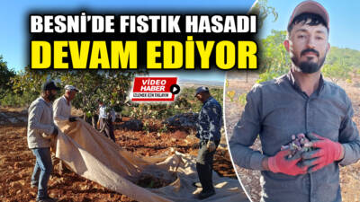 Besni'de önemli bir geçim kaynağı olan Antep fıstığında hasat sezonu