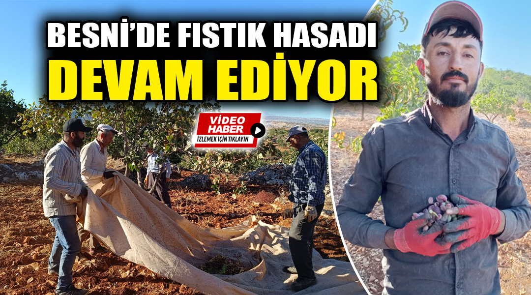 Besni'de önemli bir geçim kaynağı olan Antep fıstığında hasat sezonu
