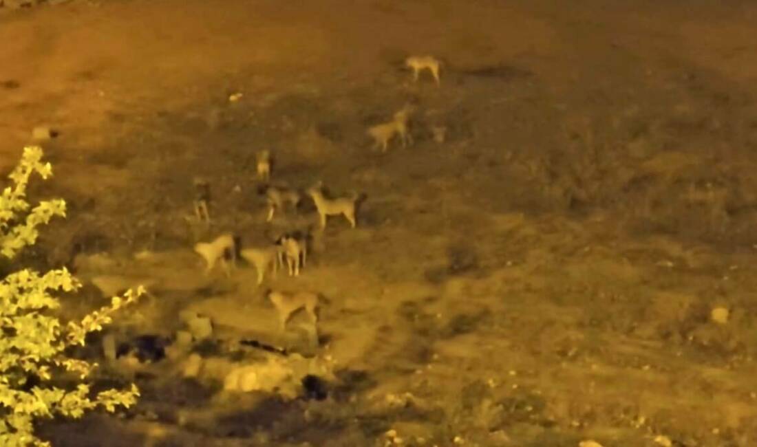 Mazıdağı ilçesinde sürü halinde dolaşan sokak köpekleri, vatandaşların endişe kaynağı