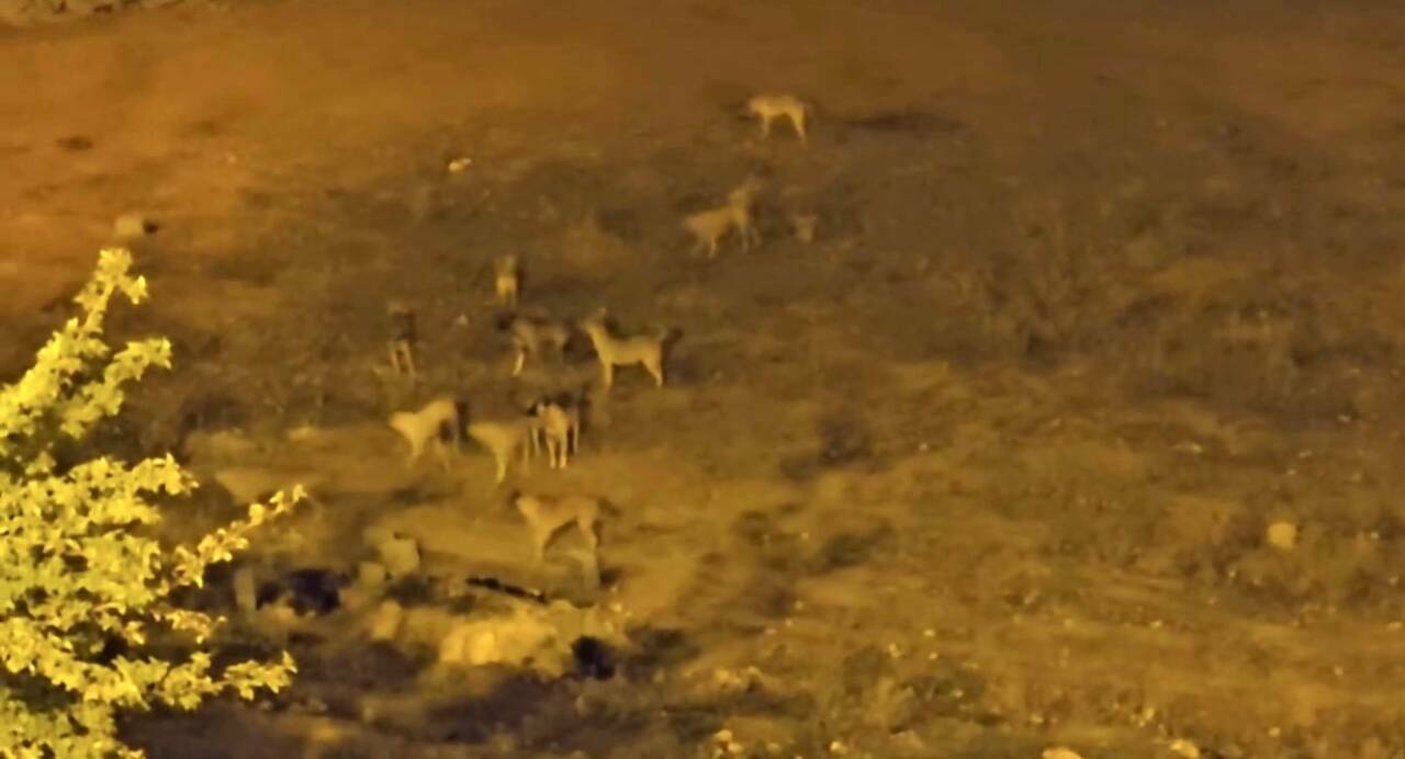 Mazıdağı ilçesinde sürü halinde dolaşan sokak köpekleri, vatandaşların endişe kaynağı