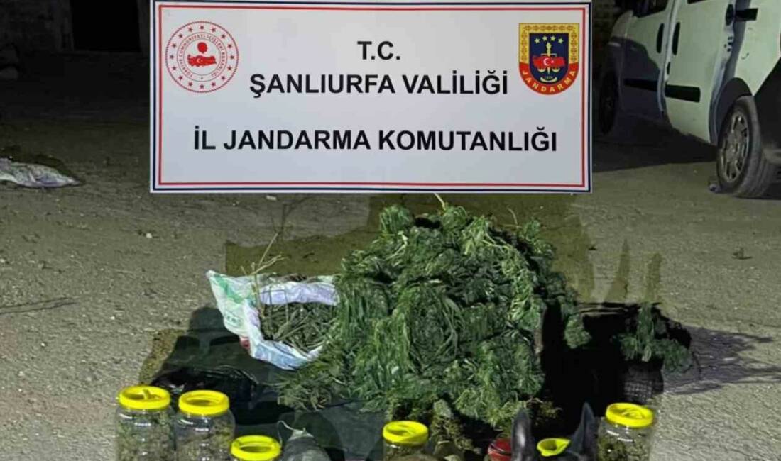 Şanlıurfa’da 13 kilo 600 gram skunk ele geçirildi Viranşehir ilçesinde jandarma operasyonunda 13 kilo 600 gram skunk maddesi