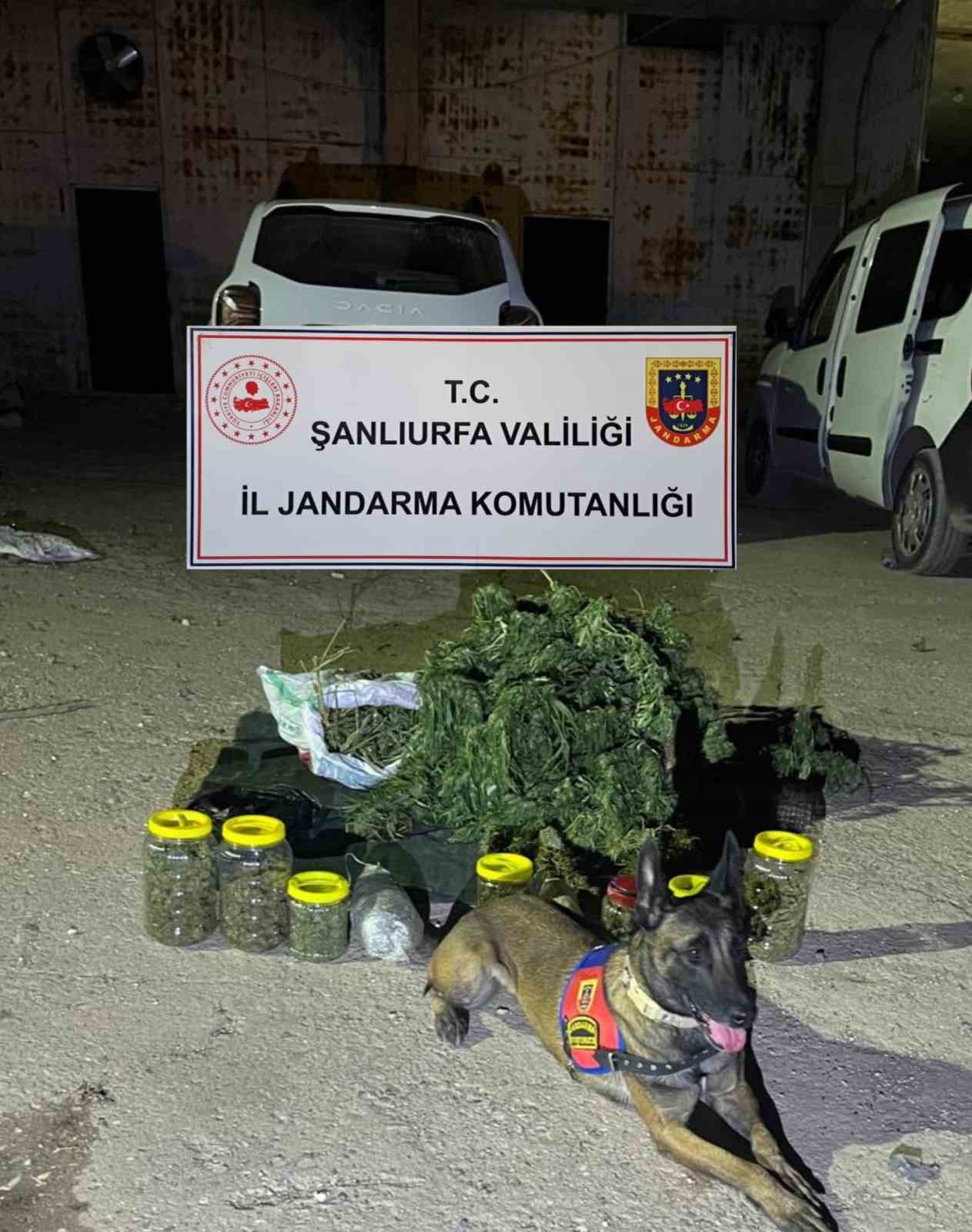 Viranşehir ilçesinde jandarma operasyonunda 13 kilo 600 gram skunk maddesi