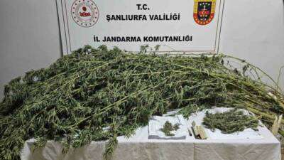 Şanlıurfa’nın Haliliye ilçesinde yapılan çalışmada 330 gram kubar esrar maddesi