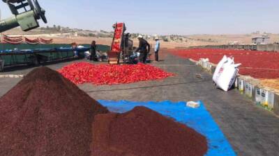 Şanlıurfa'da isot üretimi başladı ve kadınlar bu süreçte büyük emek