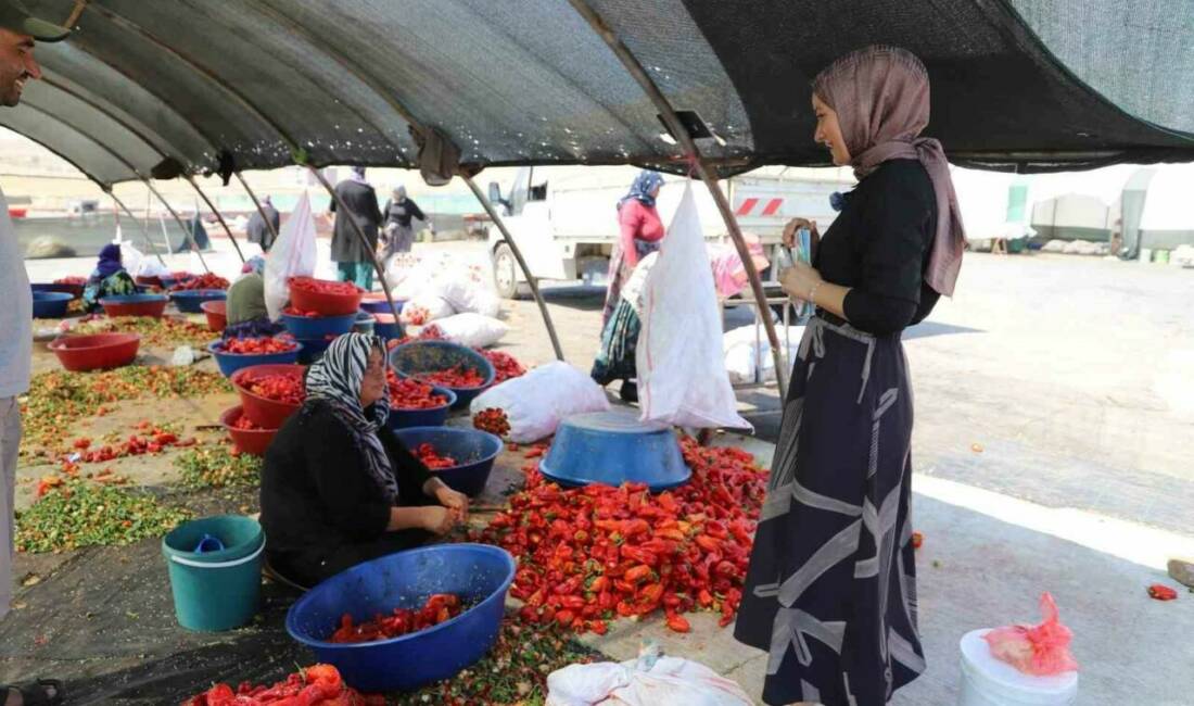 Şanlıurfa'da tarlada çalışan mevsimlik tarım işçilerine mobil sağlık hizmeti sunulmaktadır.