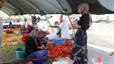 Şanlıurfa'da tarlada çalışan mevsimlik tarım işçilerine mobil sağlık hizmeti sunulmaktadır.