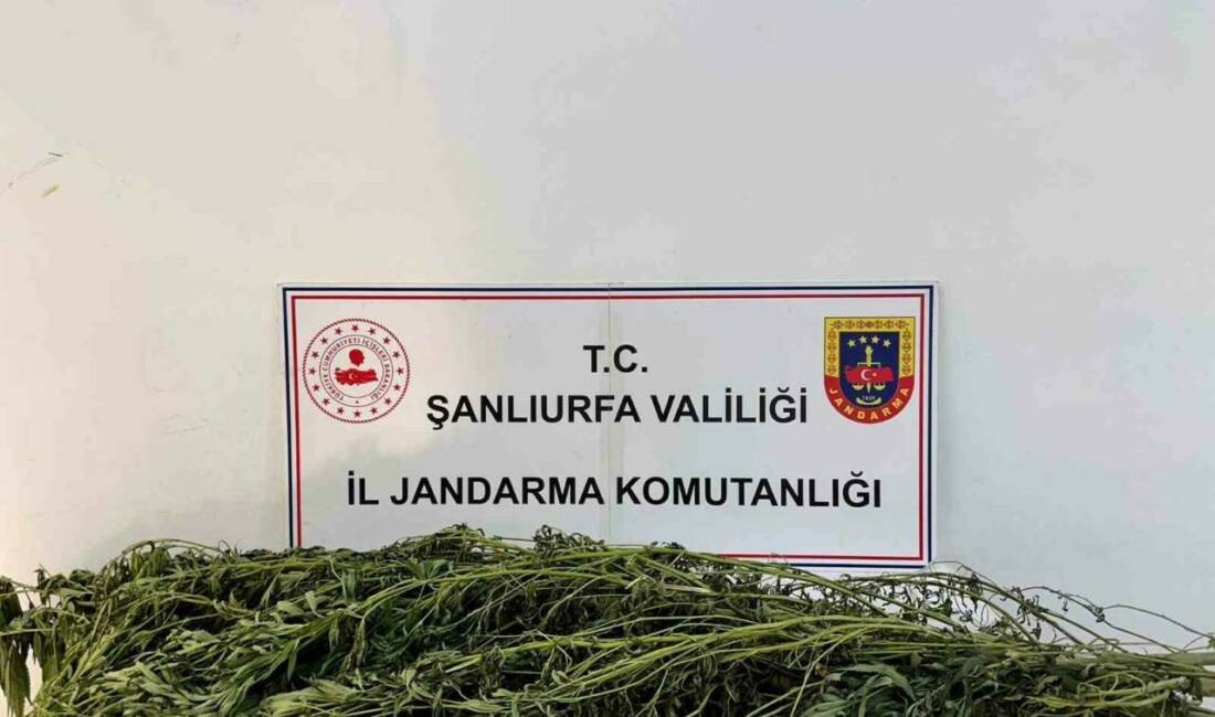 Şanlıurfa'da jandarma ekipleri son bir hafta içinde gerçekleştirdikleri operasyonlarda uyuşturucu