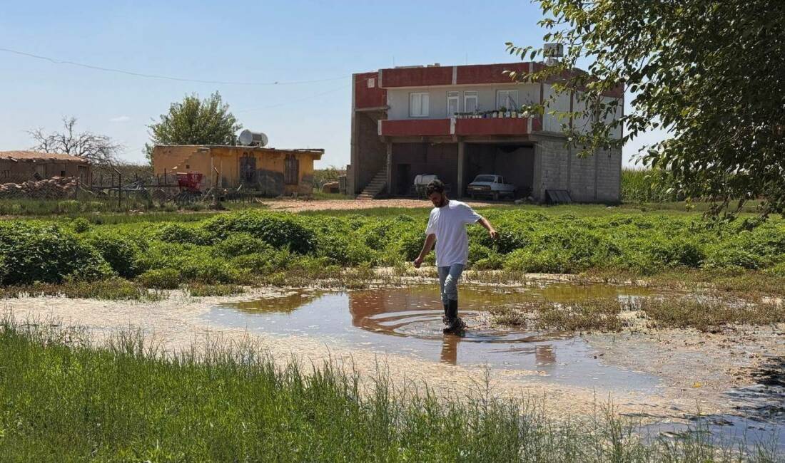 Şanlıurfa'nın Suruç ilçesinde taban suyunun yükselmesi nedeniyle tarım arazileri ve