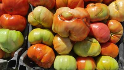 Batman’ın Sason ilçesinin yüksek rakımlı köylerinde yetiştirilen dev domatesler, organik