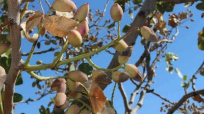 Siirt'in ekonomisi için önemli bir ürün olan fıstık, aşırı sıcaklar