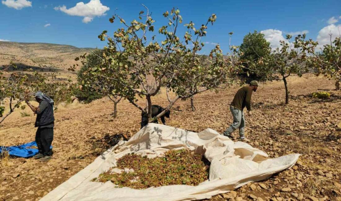 Siirt’te fıstık hasadı sırasında aşırı sıcaklık ve kuraklık nedeniyle ürünlerde