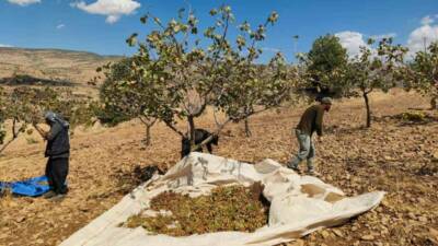 Siirt’te fıstık hasadı sırasında aşırı sıcaklık ve kuraklık nedeniyle ürünlerde