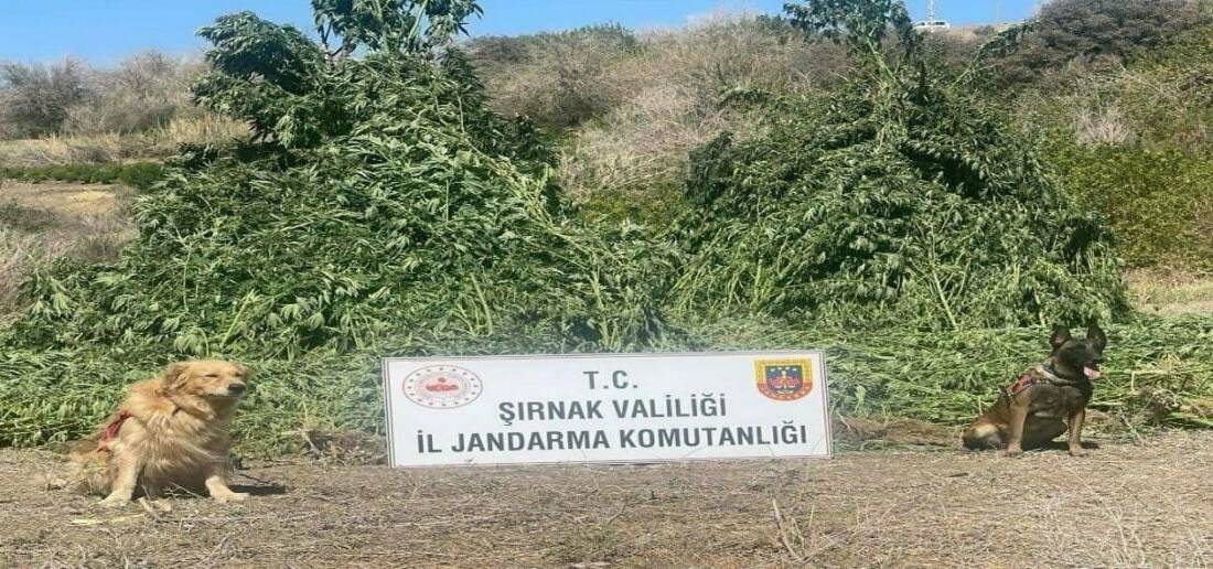 Şırnak İl Jandarma Komutanlığı Narkotik ile Kaçakçılık ve Organize Suçlarla