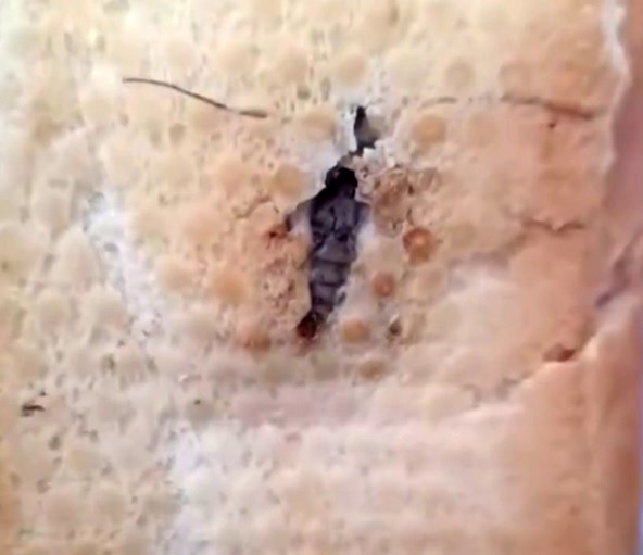 Şırnak merkezinde bir vatandaşın aldığı ekmekte böcek çıkmasıyla ilgili video