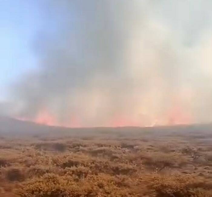 Şanlıurfa'nın Siverek ilçesine bağlı Karacadağ bölgesinde dün gece çıkan orman