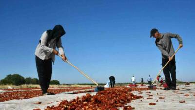Şanlıurfa’nın Siverek ilçesinde yetiştirilen kurutmalık domatesler, dünyanın dört bir yanına