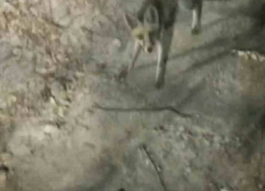 Adıyaman’ın Gölbaşı ilçesinde, Gölbaşı Tabiat Parkı'nda piknik yapanlar tarafından görüntülenen