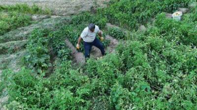 Batman'ın Sason ilçesinde bulunan Soğanlı köyünde, ata tohumları ile yetiştirilen