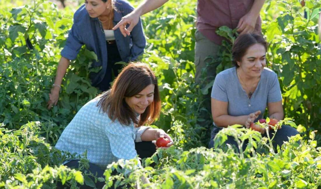 Diyarbakır Büyükşehir Belediyesi, yerel tohumlarla yetiştirilen sebzelerin ilk hasadını gerçekleştirdi.