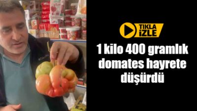 Mardin’in Mazıdağı ilçesinde bir çiftçinin tarlasından çıkan dev domates, ağırlığıyla