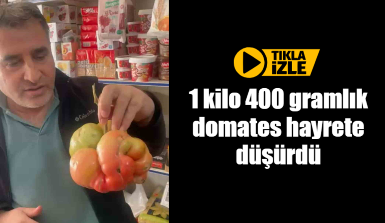 1 kilo 400 gramlık domates hayrete düşürdü Mardin’in Mazıdağı ilçesinde bir çiftçinin tarlasından çıkan dev domates, ağırlığıyla
