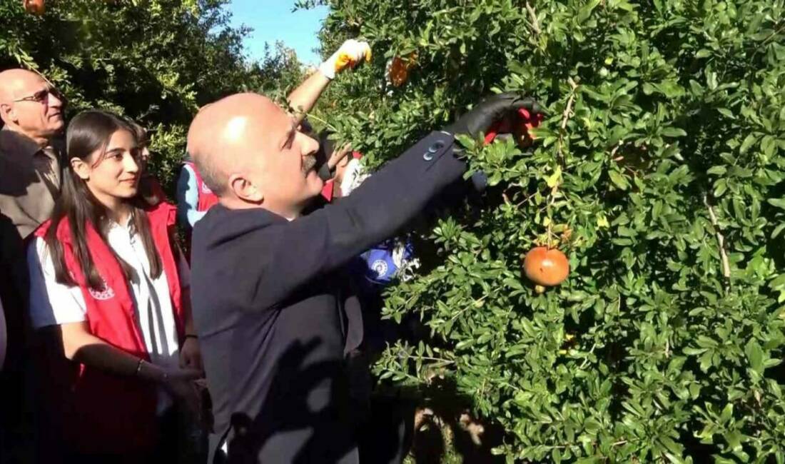 Adıyaman'da nar hasadı başladı ve bu narlar dünya genelinde 9