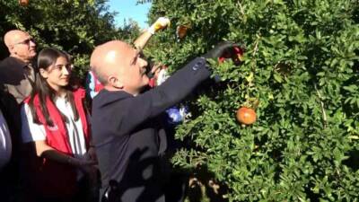 Adıyaman'da nar hasadı başladı ve bu narlar dünya genelinde 9