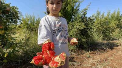 AB tarafından coğrafi işaret tescilli Suruç narı, Şanlıurfa'nın Suruç ilçesinde